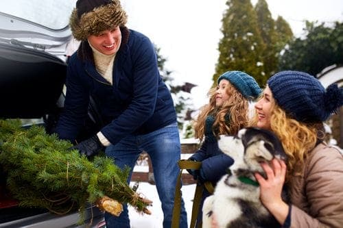 Transporting Christmas Trees in the Boot of your Car