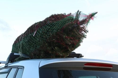 Transporting Christmas Trees on the Roof of your Car