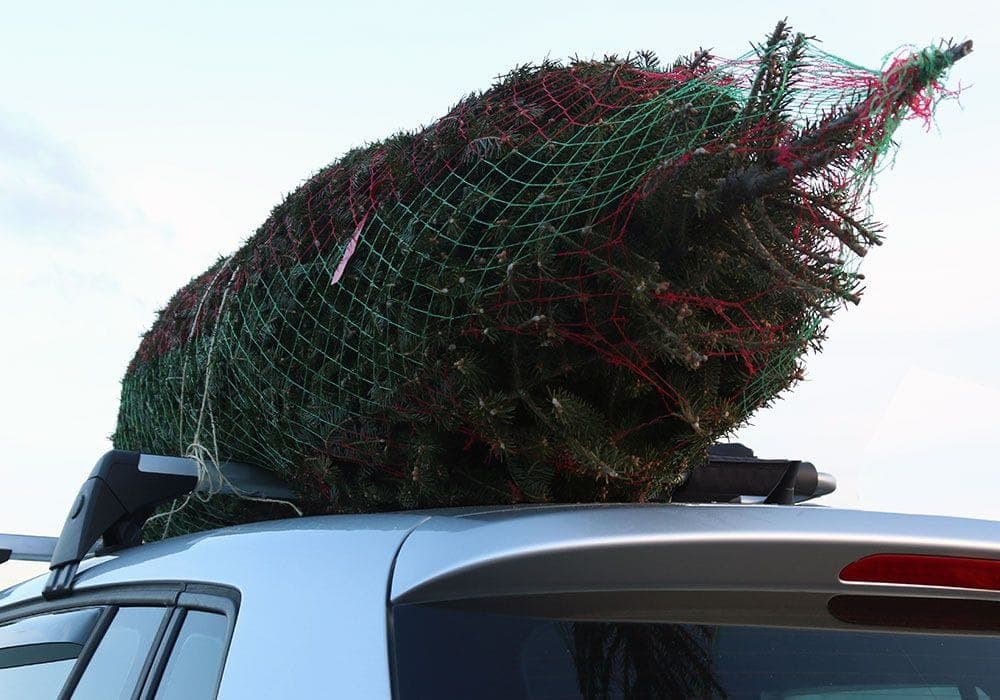 Christmas Tree Transportation Dilemma?