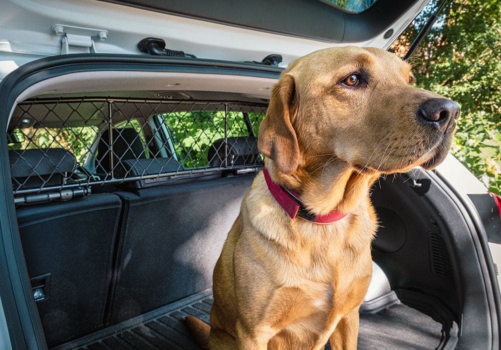 How to Install Car Dog Guards