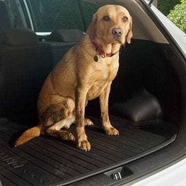 Dog Boot Mat