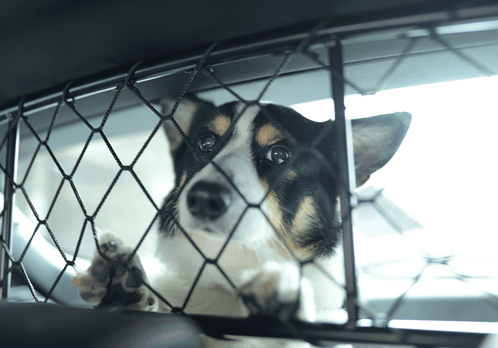 Custom-Fit Car Dog Guards