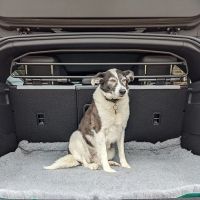 Tubular Dog Guard to fit Renault Captur Mk.2 2020 - 2024